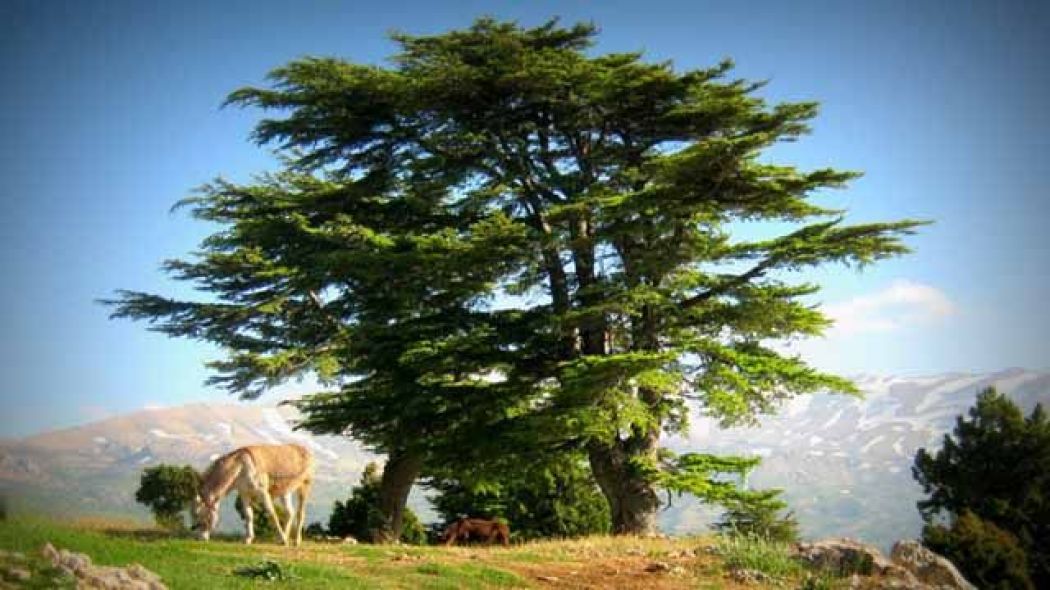 شجرة الارز في علم لبنان