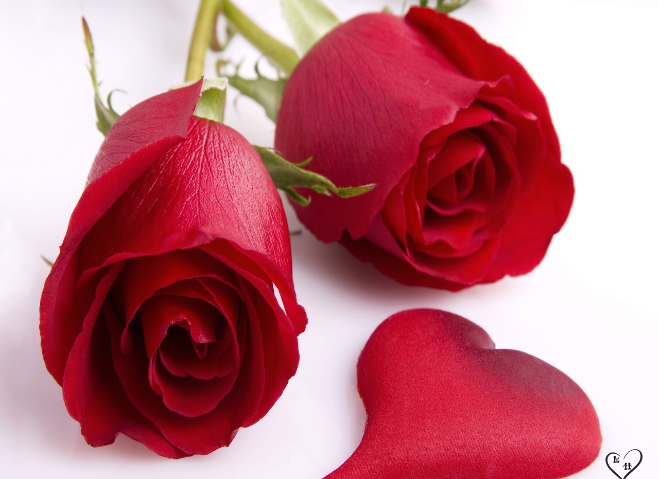 ورده حمراء رومانسيه , اروع واجمل اشكال الورود الحمرا صور حب