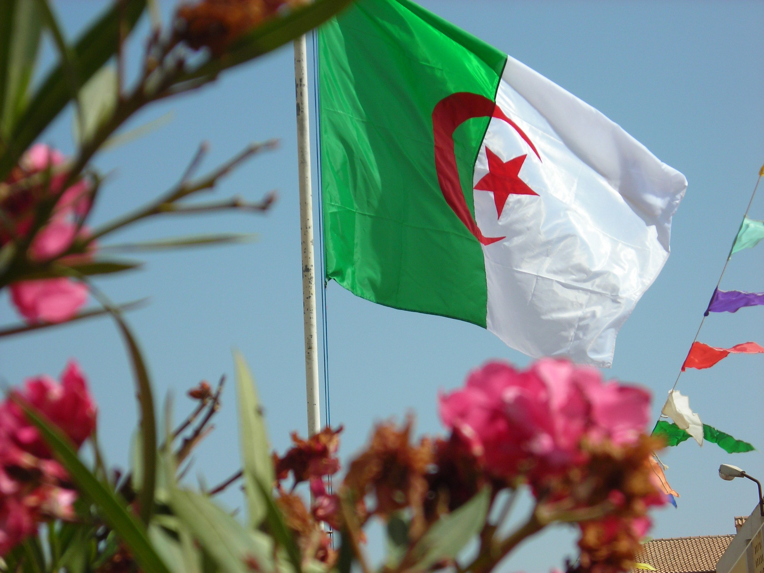 صور علم الجزائر , هكذا عبر الجزائريين عن انتمائهم لوطنهم - صور حب
