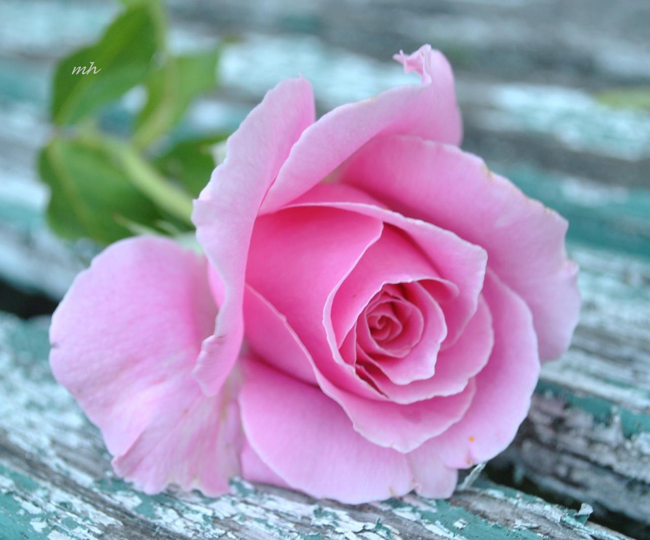 صور وردة جميلة , شاهد جمال الورد في الطبيعه - صور حب