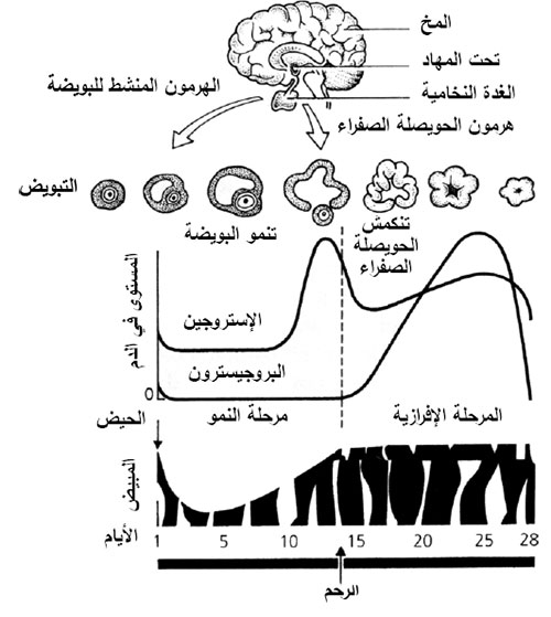 تغير الهرمونات اثناء الدورة الشهرية-لماذا تتغير الهرمونات اثناء الدوره الشهريه- 10111