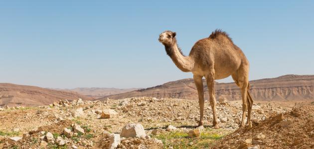 روية الجمل في المنام , كيفيه تفسير رويه الجمل بالمنام