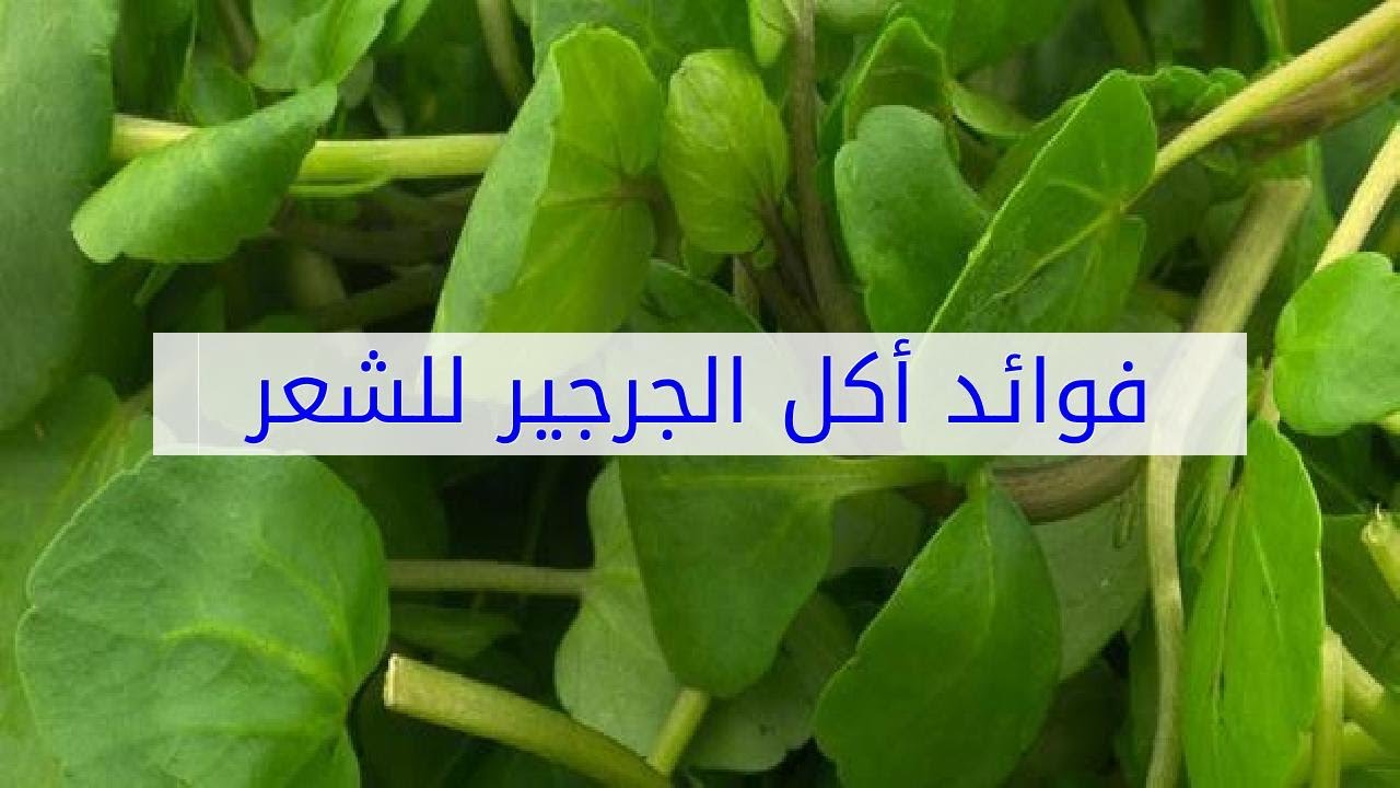 فائدة الجرجير للشعر - تعرف على اهميه الجرجير العجيبه للعنايه بالشعر 10778 1