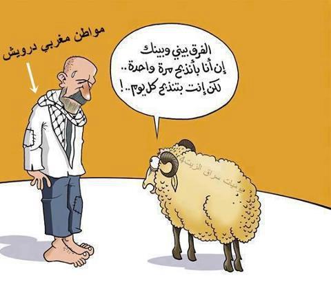 صور كاريكاتير خروف العيد - شوفوا فن الكاريكاتير لخروف عيد الاضحى 3420 3