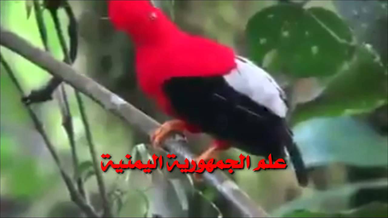 صور العلم اليمني،التحدث عن جمال دولة اليمن 9401 1