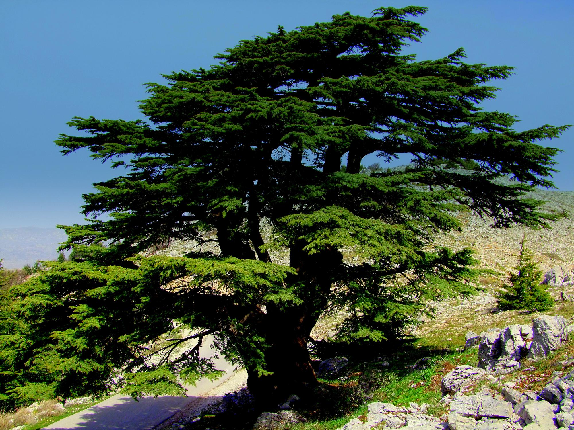 شجرة الارز في لبنان , شاهد صورا لشجرة الارز الحقيقية