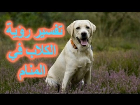 تفسير الكلب في المنام - رؤيه الكلب فى الحلم 2216 1