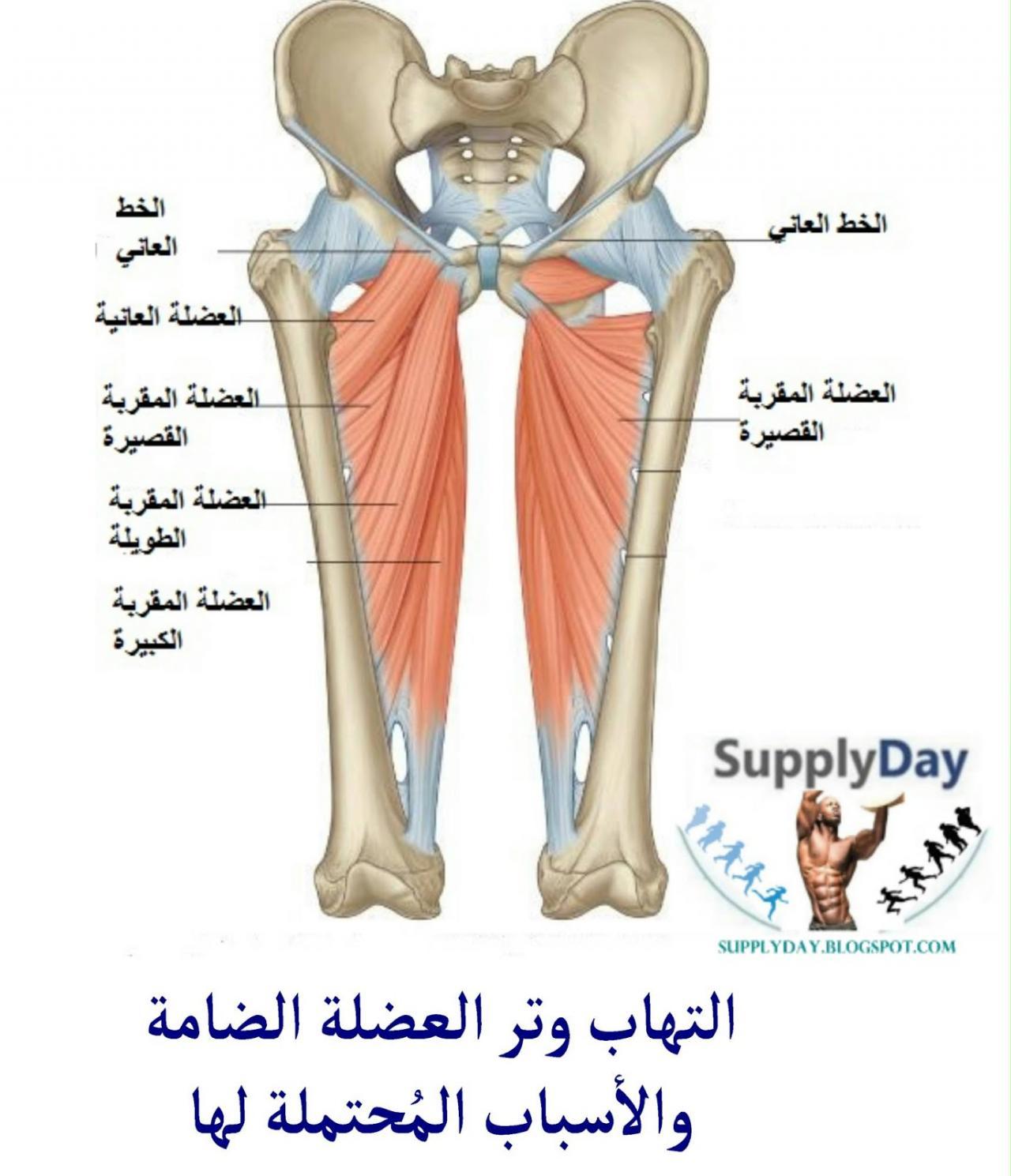 علاج العضلة الضامة،علاج العضله الضمه باكثر من طريقه 9197 3