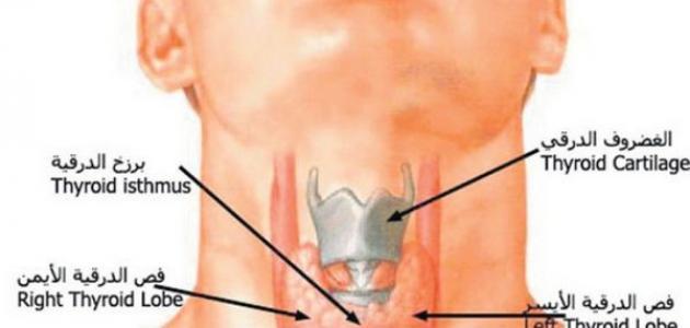 ما هي الغدد الصماء , معلومات طبية لكي ولعائلتك