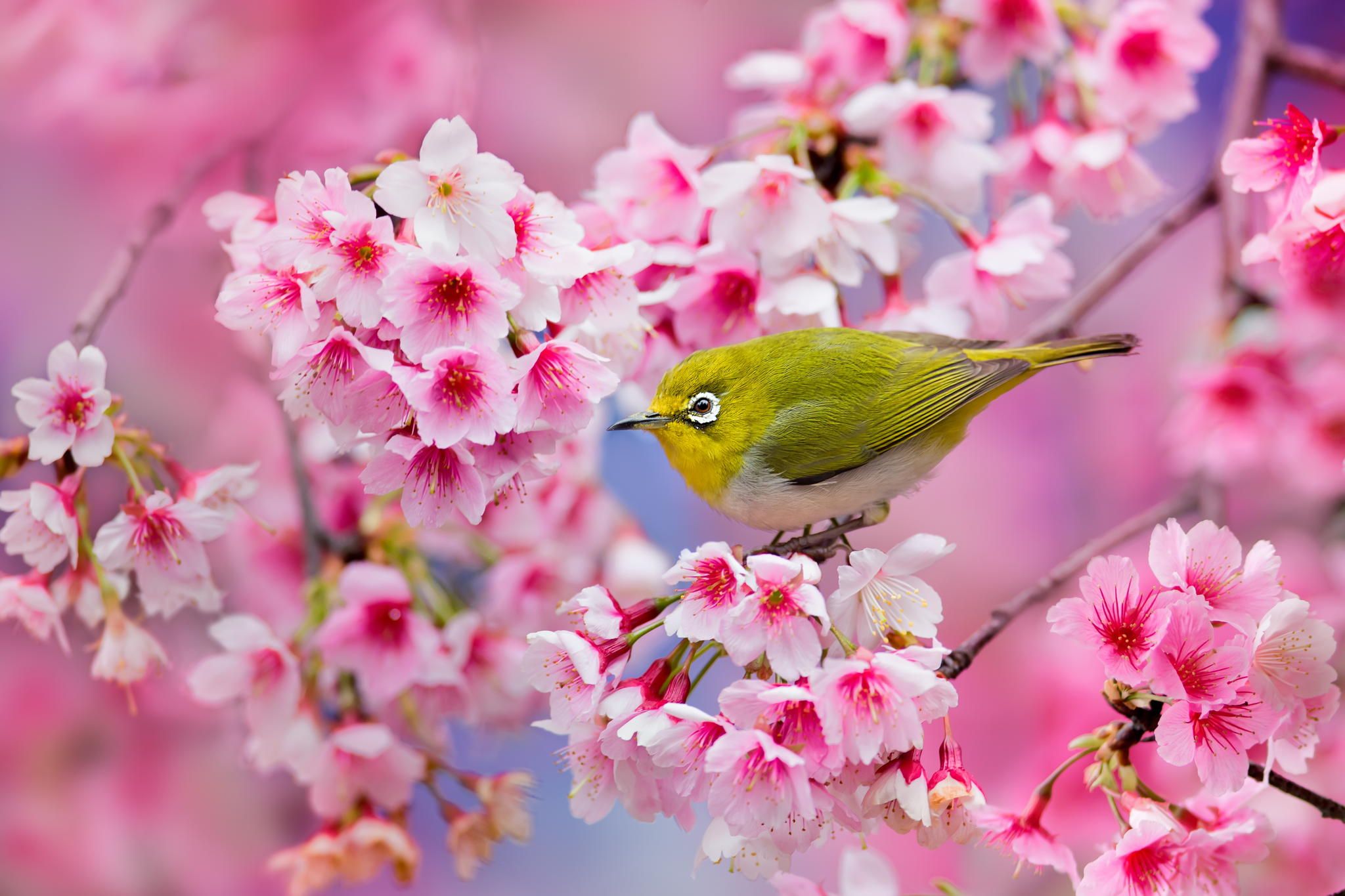 اجمل صور الربيع - صورة لروعة وجمال الربيع 3222 4