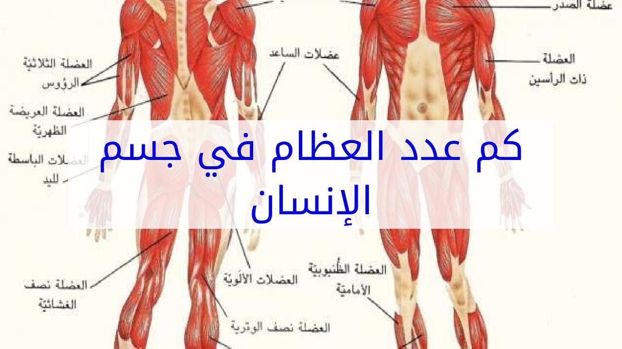 كم عدد العظام في جسم الانسان , معلومات عن عظام الانسان