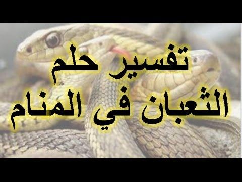 تفسير حلم قتل الثعبان , معني رؤية وموت الافعي في المنام