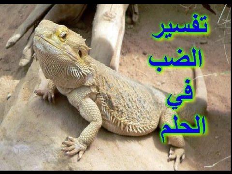 تفسير الضب في المنام , رؤيه الضب فى الحلم