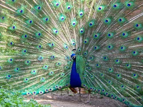 846 10 صور طاووس - اشكال طاووس مميزة سوسن فاروق
