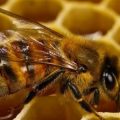 2868 2 بحث حول النحل - اتعرف علي كل المعلومات التي تفيدك عايشه