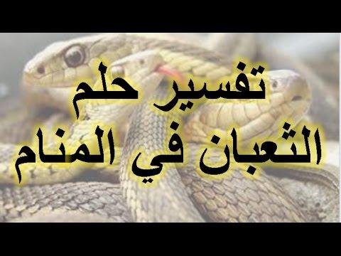 591 2 تفسير حلم قتل الثعبان - معني رؤية وموت الافعي في المنام سوسن فاروق