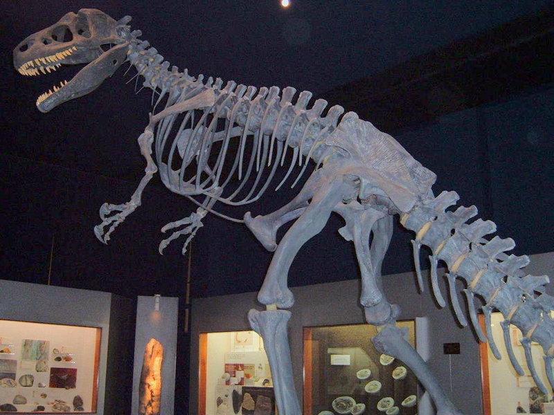 985 15 معلومات عن الديناصورات بالصور - زود معرفتك عن هذا الحيوان العجيب سوسن فاروق