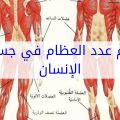 3806 2 كم عدد العظام في جسم الانسان - معلومات عن عظام الانسان رونا ناصر