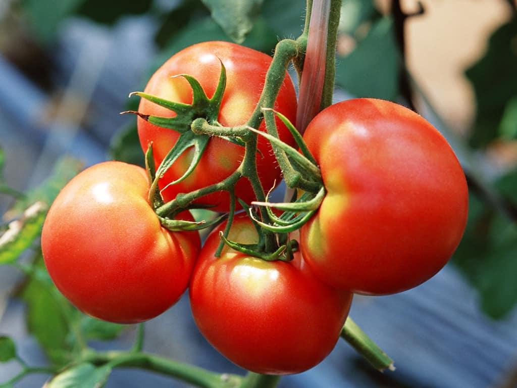 زراعة طماطم في المنزل.الطريقه الصحيحه لزرع الطماطم صور حب